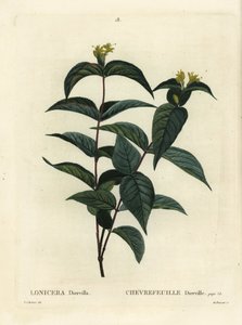 北部のブッシュスイカズラ、Diervilla lonicera（Lonicera diervilla）。パリで出版されたHenri Louis Duhamel du Moncelの『Treat des Arbres et Shrustes』に掲載されたPierre-Joseph Redouteのイラストをもとに、Du Ruisseauが描いた手彩色のスティプル・エングレーヴィング。 作： Pierre Joseph Redouté