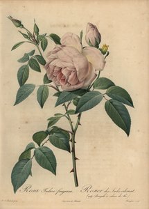 淡いピンクのお茶の香りのするバラ（Rosa odorata 作： Pierre Joseph Redouté