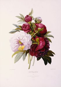 Prevostによって刻まれた牡丹 作： Pierre Joseph Redouté
