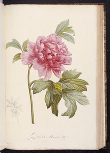 牡丹、エイムボンランド作「マルメゾンとナバラの珍しい栽培植物の説明」、1812〜14年