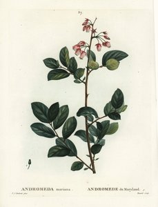 Pieris mariana (Andromeda mariana, Andromede of Maryland).パリのHenri Louis Duhamel du Moncelの『Treat des Arbres et Shrustes』に掲載されたPierre-Joseph Redouteの挿絵をもとにRenardが描いた手彩色のスティプル・エングレーヴィング。 作： Pierre Joseph Redouté