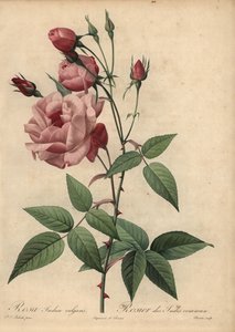 ピンクチャイナローズ（Rosa chinensis 作： Pierre Joseph Redouté