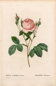 ピンクのヴィルモラン（Rosa centifolia Vilmorin）。ピエール・ジョセフ・ルドゥーテの「Les Roses」（パリ）に掲載された手彩色のスティプル銅版画 作： Pierre Joseph Redouté