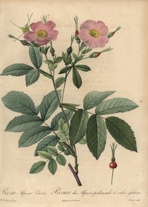 ピンクアルパインローズ（Rosa pendulina 作： Pierre Joseph Redouté