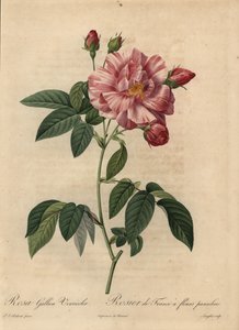 ピンクと白のガリックローズまたはフレンチローズ（Rosa gallica）。