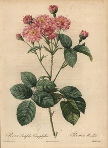 ピンクのカーネーション・花びらのキャベツローズ（Rosa centifolia 作： Pierre Joseph Redouté