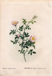 ピンクの花を咲かせるヘッジローズ、Rosa aggrestis variety, Rose of the hayes with pink flowers.ピエール・ジョセフ・ルドゥーテの『Les Roses』（パリ）に掲載された手彩色のスティップル銅版画 作： Pierre Joseph Redouté
