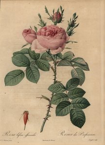 ピンクのハイブリッドローズ（Rosa bifera 作： Pierre Joseph Redouté