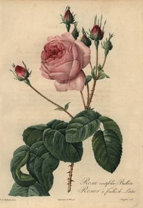 ピンクレタスローズBullata, Rosa centifolia 作： Pierre Joseph Redouté