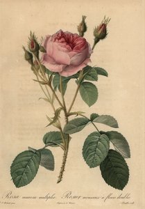 ピンクモスローズ（Rosa centifolia f. muscosa 作： Pierre Joseph Redouté