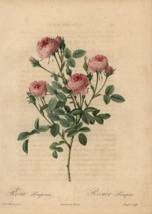 ピンクポンポンローズ（Rosa centifolia 作： Pierre Joseph Redouté