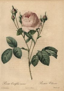 ピンクローズ（Rosa centifolia carnea 作： Pierre Joseph Redouté