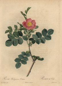 ピンクスイートブライヤーローズ（Rosa rubiginosa 作： Pierre Joseph Redouté
