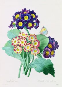 Primula Auricula (カラー彫刻) 作： Pierre Joseph Redouté