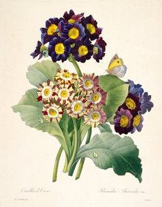 Primula auricula Primroses、1827年。 作： Pierre Joseph Redouté