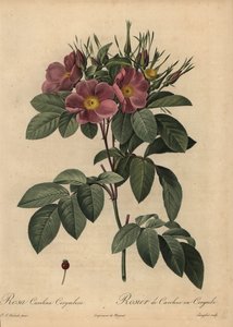 パープル・カロライナ・ローズまたはパスチャー・ローズ（Rosa carolina corymbosa 作： Pierre Joseph Redouté