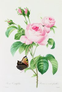 Rosa Centifola (カラー彫刻)