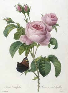 ローザセンティフォリア、ロシエ100フィーユ、Choice Des Plus Belle Fleurs et des Beaux Fruits、1827年（手彩色の点描彫刻）