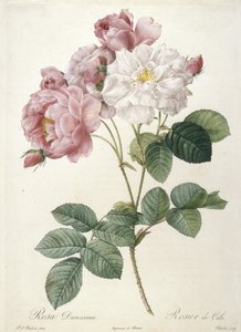 ロザダマスセナ、ロジエドゥセル、レローズ作、1817年〜24年（手描きの点描彫刻）