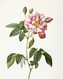 ローザガリカバーシカラー 作： Pierre Joseph Redouté
