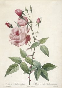ローザインディカ尋常性、一般的なインディアンローズ、レローズから、1817年24（手彩色の点描彫刻） 作： Pierre Joseph Redouté