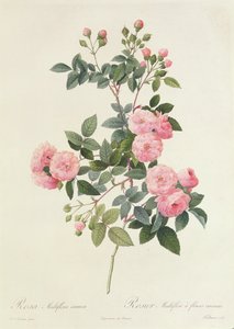 ロサマルチフローラカルネア 作： Pierre Joseph Redouté