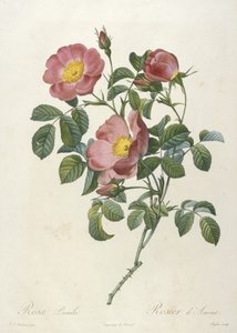 ローザ・プミラ、ロジャー・ダモール、ラ・クロンヌ・デ・ローゼス、1817-24（手彩色の点描彫刻） 作： Pierre Joseph Redouté