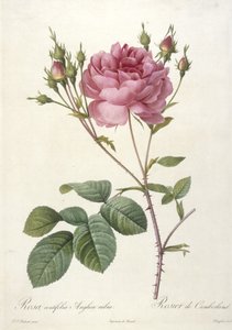 ローザセンティフォリアアングリカルブラ、Rosier de Cumberland、レスローズ作、1817年〜24年（手描きの点描彫刻） 作： Pierre Joseph Redouté