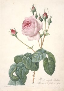 ローザセンチフォリアブラータ、レタスローズ、レローズから、1817年から24年（手描きの点描彫刻） 作： Pierre Joseph Redouté