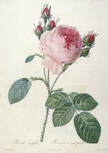ローザセントリフォリア、1817年から24年にレローゼから出たRosier 100フィーユ（手描きの点描彫刻） 作： Pierre Joseph Redouté