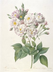 ローザノッツィアーナ、フィリップドノワゼットのロジェ、ラクーロンヌデローゼ、1817年から24年（手描きの点描彫刻） 作： Pierre Joseph Redouté