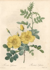 Rosa rubigineux with yellow roses (Rosa rubiginosa) - Pierre Joseph Redoute (1759-1840)が描いたイラストを元にしたEau forte de Langlois (Les Rosesより) 作： Pierre Joseph Redouté