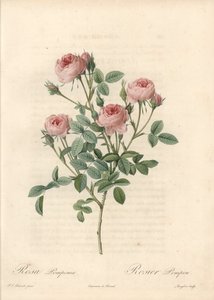 モーの薔薇、薔薇の花 - 『薔薇』よりピエール・ジョセフ・ルドゥーテ（1759-1840）の挿絵をもとにラングロワがエッチングしたもの。 作： Pierre Joseph Redouté