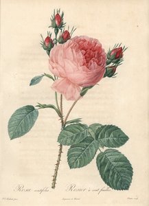 Rose hundred leaves (one hundred leaves) - Pierre Joseph Redoute (1759-1840)が描いたイラストを元にしたCharlinのEau forte、『Les Roses』より。 作： Pierre Joseph Redouté