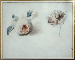 薔薇の習作 水彩画 ピエール・ジョセフ・ルード（1759-1840） 19世紀 マルメゾン、ミュゼ・デュ・シャトー。 作： Pierre Joseph Redouté
