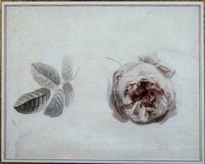 薔薇の調べ 水彩画 ピエール・ジョセフ・ルード（1759-1840） 19世紀 マルメゾン、ミュゼ・デュ・シャトー。 作： Pierre Joseph Redouté