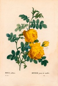 薔薇の硫黄、Rosa hemisphaerica、黄色い薔薇の硫黄。ピエール・ジョセフ・ルドゥーテの「Les Roses」（パリ）より、手彩色のスティプル銅版画 作： Pierre Joseph Redouté