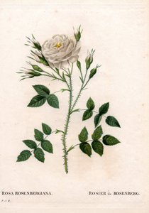 ローゼンバーグのバラ（Rosa francofurtana variety, Rosier de Rosenberg）。ピエール・ジョセフ・ルドゥーテの「Les Roses」（パリ）に掲載された手彩色のスティプル銅版画 作： Pierre Joseph Redouté