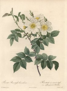 黄色と白の花を咲かせるヴァリエーション、ラングロワ・シャルランの「オー・フォルテ」、ピエール・ジョセフ・ルドゥー（1759-1840）の挿絵、『Les Roses』からの抜粋。 作： Pierre Joseph Redouté