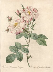Rosier de Damascus, variete York and Lancaster - Eau forte de Bessin, Pierre Joseph Redoute (1759-1840) のイラスト、『Les Roses』より。 作： Pierre Joseph Redouté