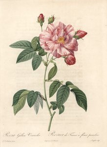 フランスの薔薇、プロヴァンの薔薇、ヴァリエット・バーシカラー - ラングロワによるエッチング、ピエール・ジョセフ・ルドゥーテ（1759-1840）のイラストから、『薔薇』からの抜粋。