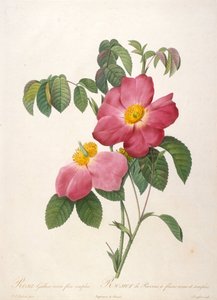 Provinsi のバラの木 La Couronne de roses、1817-1824 より。 作： Pierre Joseph Redouté