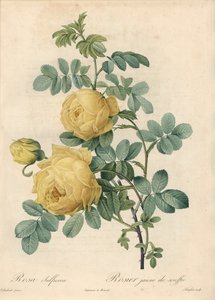 Rosier des Turks - Eau forte de Langlois（『Les Roses』に収録されているPierre Joseph Redoute（1759-1840）のイラストを基にした作品 作： Pierre Joseph Redouté