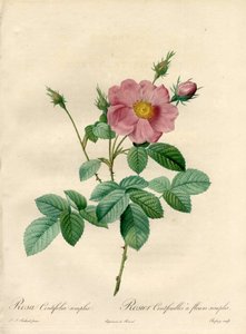 Rosier hundred leaves with simple flowers - Eau forte de Chapuy, Pierre Joseph Redoute (1759-1840) によるイラスト、『Les Roses』より。 作： Pierre Joseph Redouté
