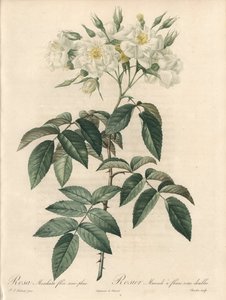 八重の花をつけたロジエ・ムスク - 『薔薇の花』から抜粋したピエール・ジョセフ・ルドゥーテ（1759-1840）の挿絵をもとにシャルランがエッチングしたもの。 作： Pierre Joseph Redouté