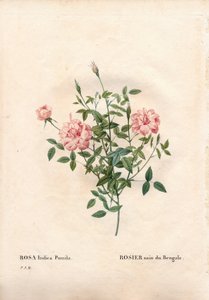 Rouletii rose, Rosa chinensis var. minima Rouletii, Bengal dwarf rose.ピエール・ジョセフ・ルドゥーテ著「パリの薔薇」より、手彩色のスティプル銅版画 作： Pierre Joseph Redouté