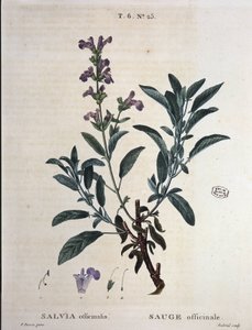 Sage officinale - "Nouveau Duhamel ou traité des arbres et shrustes que le crove en France "の中で、P.J. RedoutéとP.が描いています。ベッサ、パリ 作： Pierre Joseph Redouté