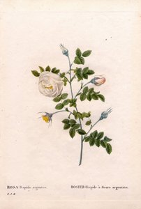 銀色の花をつけたバラのヒサカキ、Rosa tomentosaの品種、銀色の花をつけたピンクのバラ。ピエール・ジョセフ・ルドゥーテの「Les Roses」（パリ）より、手彩色のスティップル銅版画 作： Pierre Joseph Redouté