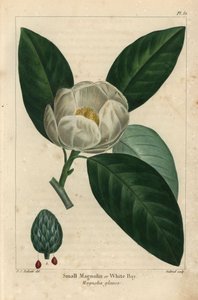 小さなモクレンの木（ホワイトベイ）Magnolia glauca（彫刻作品 作： Pierre Joseph Redouté