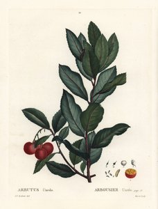 イチゴの木（Arbutus unedo）。パリのHenri Louis Duhamel du Monceauの『Treat des Arbres et Shrustes』に掲載されたPierre-Joseph Redouteのイラストをもとにした手彩色のスティプル・エングレーヴィング。 作： Pierre Joseph Redouté
